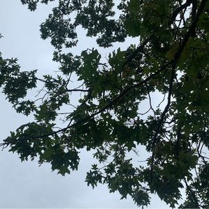 Meet your Posher, Anya